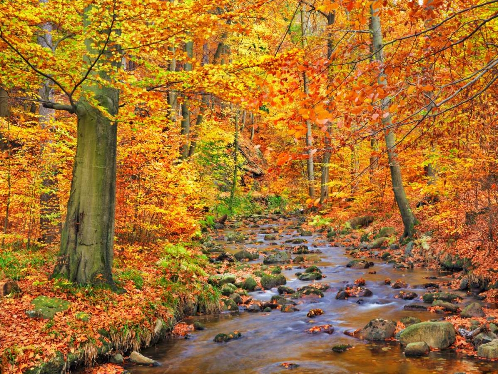 Beech forest in autumn, Ilse Valley, Germany art print by Frank Krahmer for $57.95 CAD