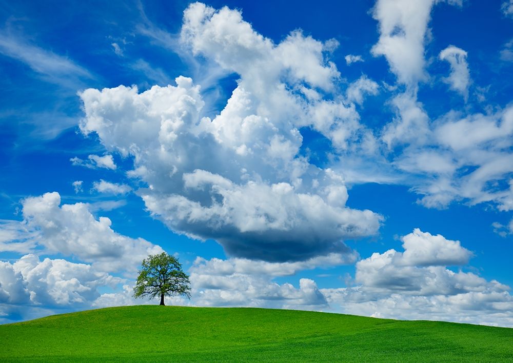 Oak and clouds, Bavaria, Germany art print by Frank Krahmer for $57.95 CAD