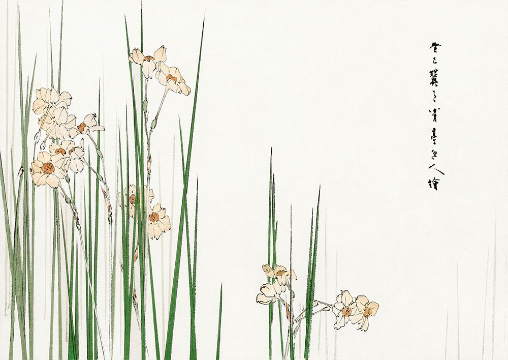 Jonquil illustration, 1896 art print by Watanabe Seitei for $57.95 CAD