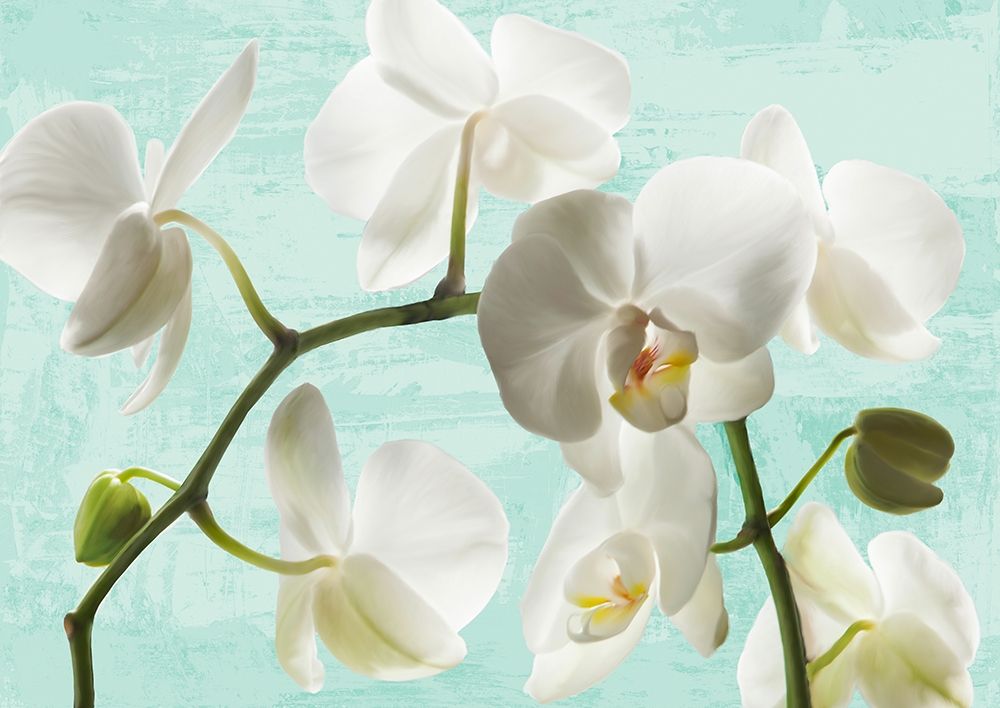 Celadon Orchids art print by Jenny Thomlinson for $57.95 CAD