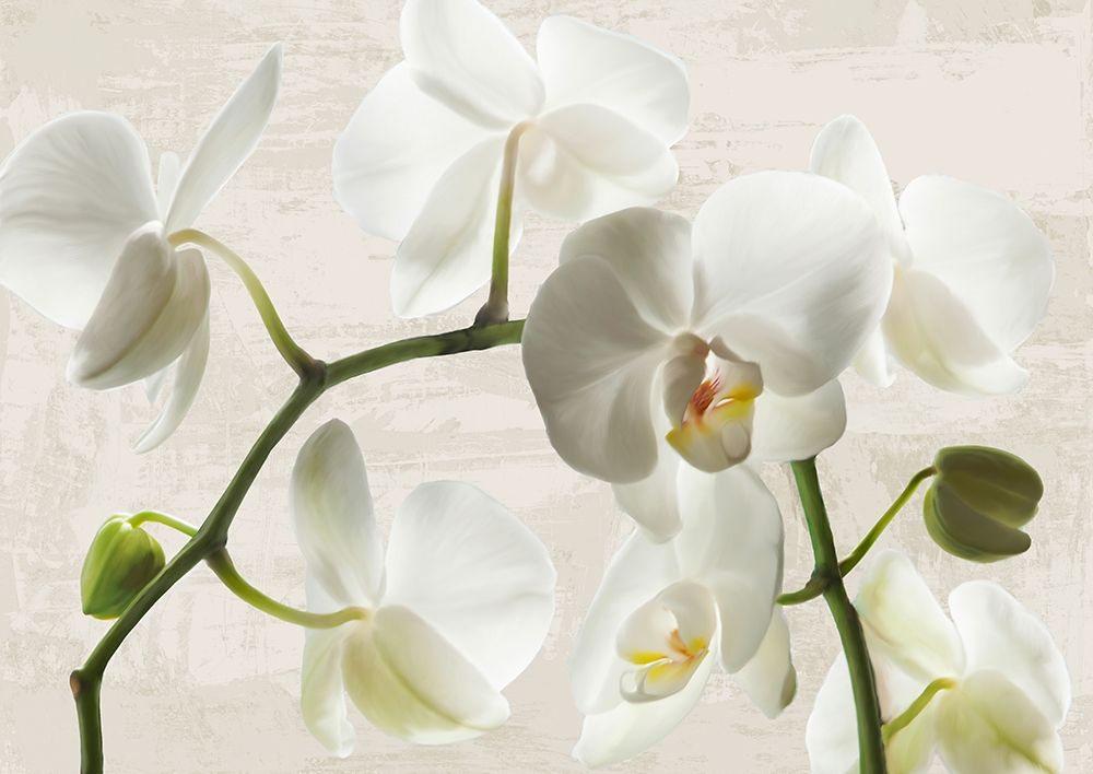 Ivory Orchids art print by Jenny Thomlinson for $57.95 CAD