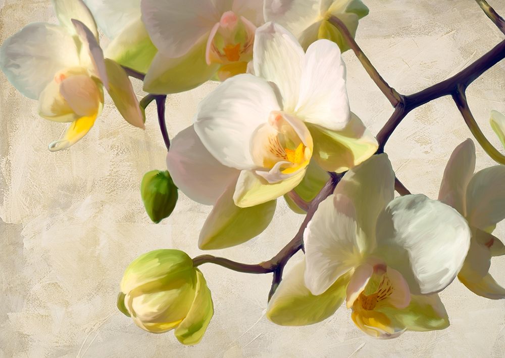 Orchid in the sun art print by Luca Villa for $57.95 CAD