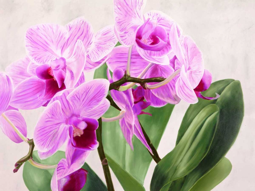 Orchidee selvagge art print by Sergio Jannace for $57.95 CAD