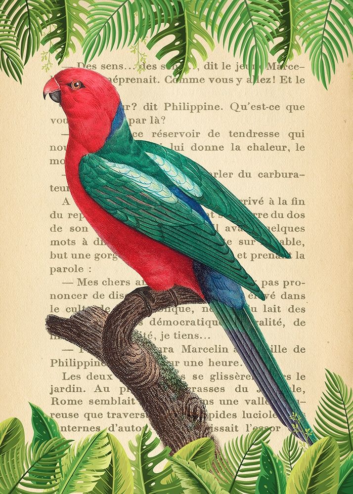 The Australian king parrot- After Levaillant art print by Stef Lamanche for $57.95 CAD