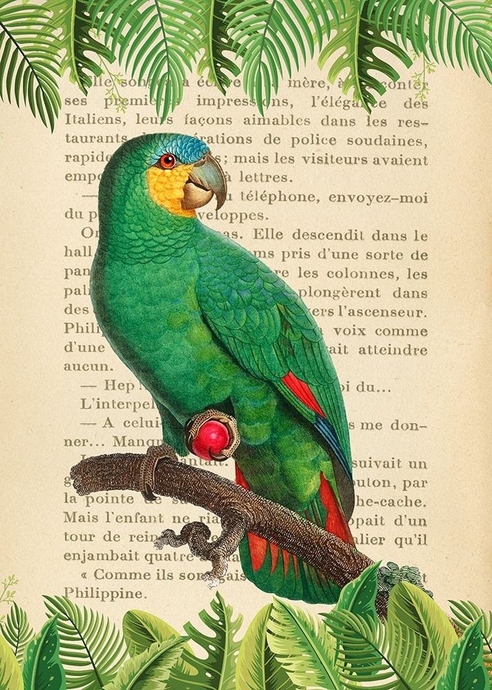 The Orange-Winged Amazon- After Levaillant art print by Stef Lamanche for $57.95 CAD