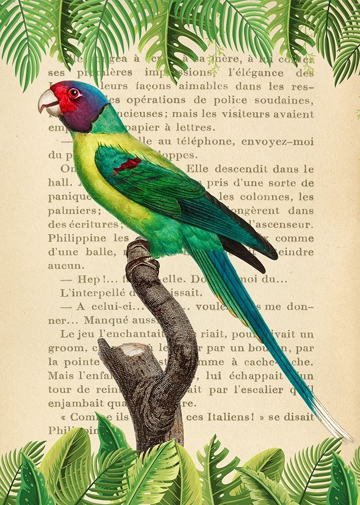 The Plum-Headed Parakeet- After Levaillant art print by Stef Lamanche for $57.95 CAD
