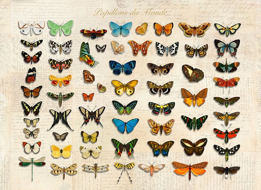 Papillons du Monde- After DOrbigny art print by Stef Lamanche for $57.95 CAD