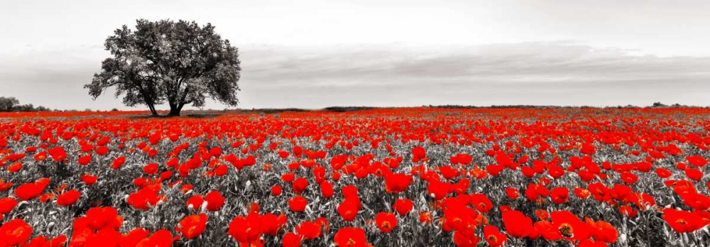 Tree in a poppy field art print by Anonymous for $57.95 CAD