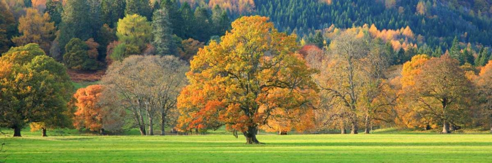 Mixed trees in autumn colour Scotland art print by Anonymous for $57.95 CAD