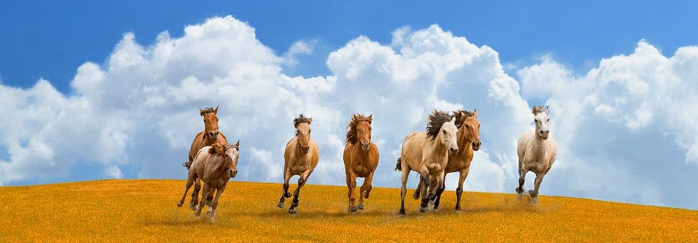 Herd of wild horses (detail) art print by Pangea Images  for $57.95 CAD