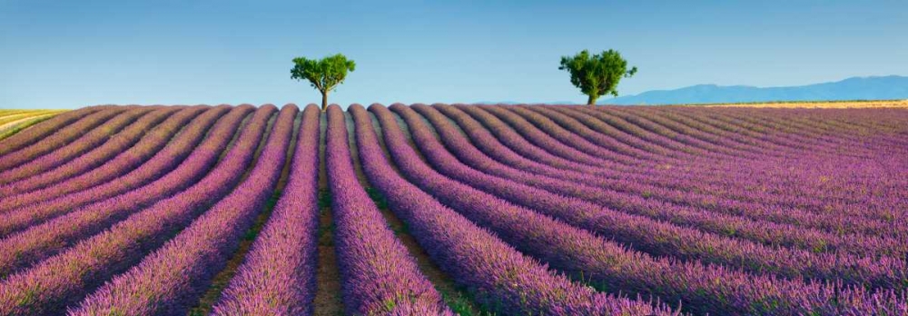 Lavender field, Provence, France art print by Frank Krahmer for $57.95 CAD