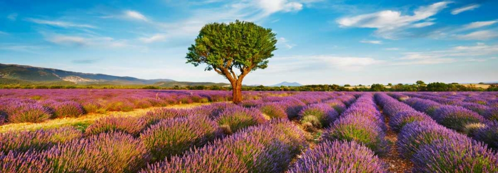 Lavender field and almond tree, Provence, France art print by Frank Krahmer for $57.95 CAD