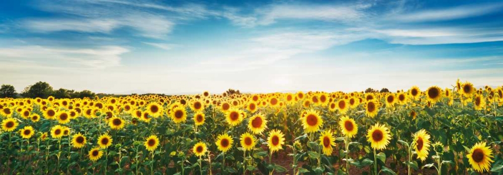 Sunflower field, Plateau Valensole, Provence, France art print by Frank Krahmer for $57.95 CAD