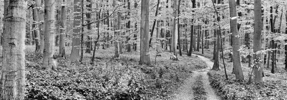 Beech forest, Germany art print by Frank Krahmer for $57.95 CAD
