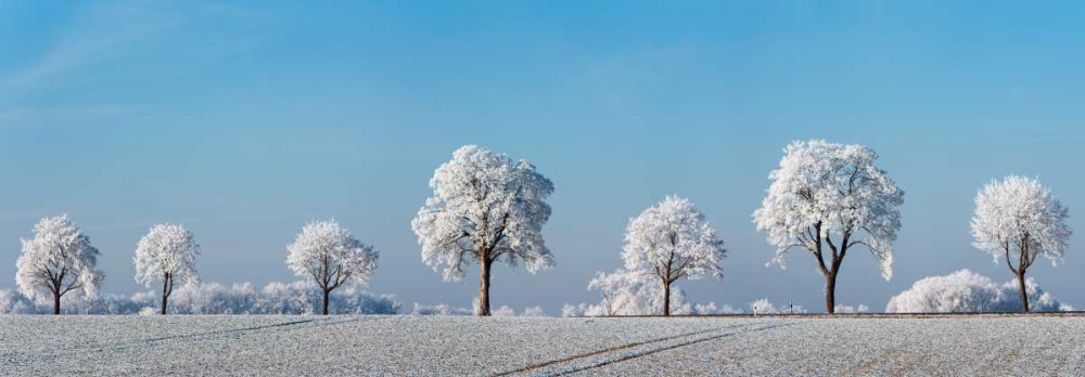 Alley tree with frost, Bavaria, Germany art print by Frank Krahmer for $57.95 CAD