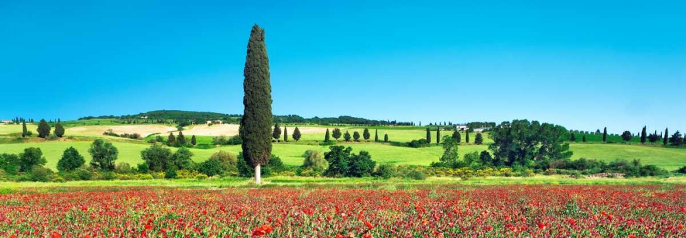 Cypress in poppy field, Tuscany, Italy art print by Frank Krahmer for $57.95 CAD