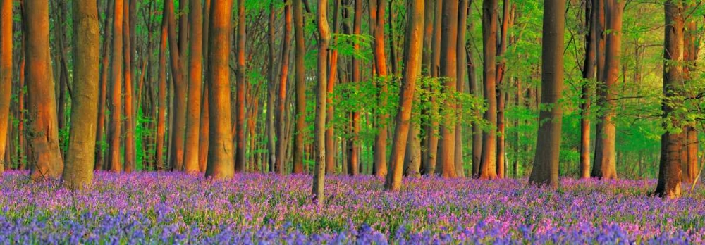 Beech forest with bluebells, Hampshire, England art print by Frank Krahmer for $57.95 CAD