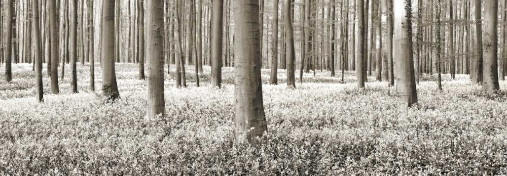 Beech forest with bluebells, Belgium art print by Frank Krahmer for $57.95 CAD