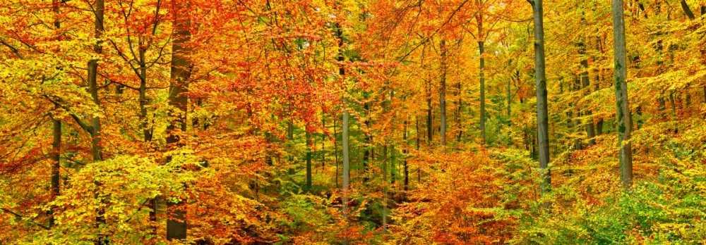 Beech forest in autumn, Kassel, Germany art print by Frank Krahmer for $57.95 CAD