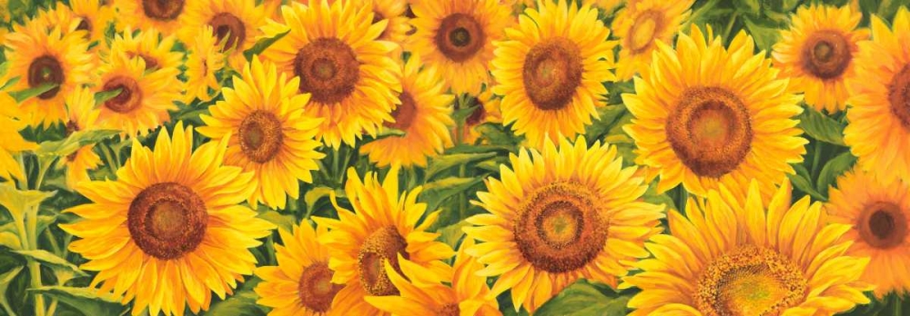 Field of Sunflowers art print by Luca Villa for $57.95 CAD