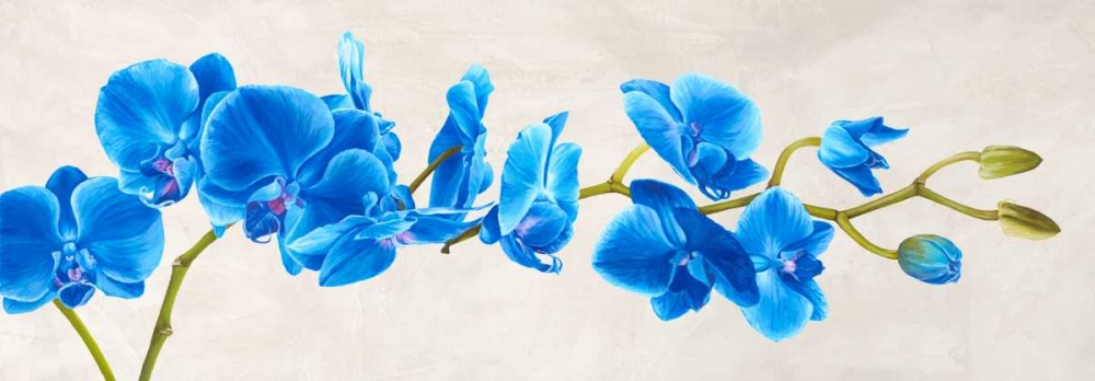 Blue Orchid art print by Shin Mills for $57.95 CAD