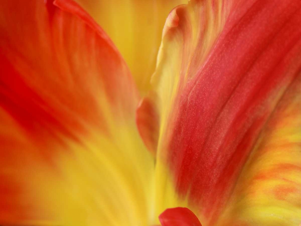 Tulipa art print by Susan Michal for $57.95 CAD