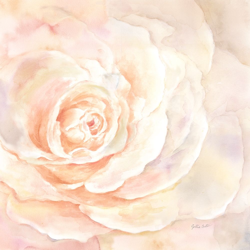 Blush Rose Closeup I art print by Cynthia Coulter for $57.95 CAD