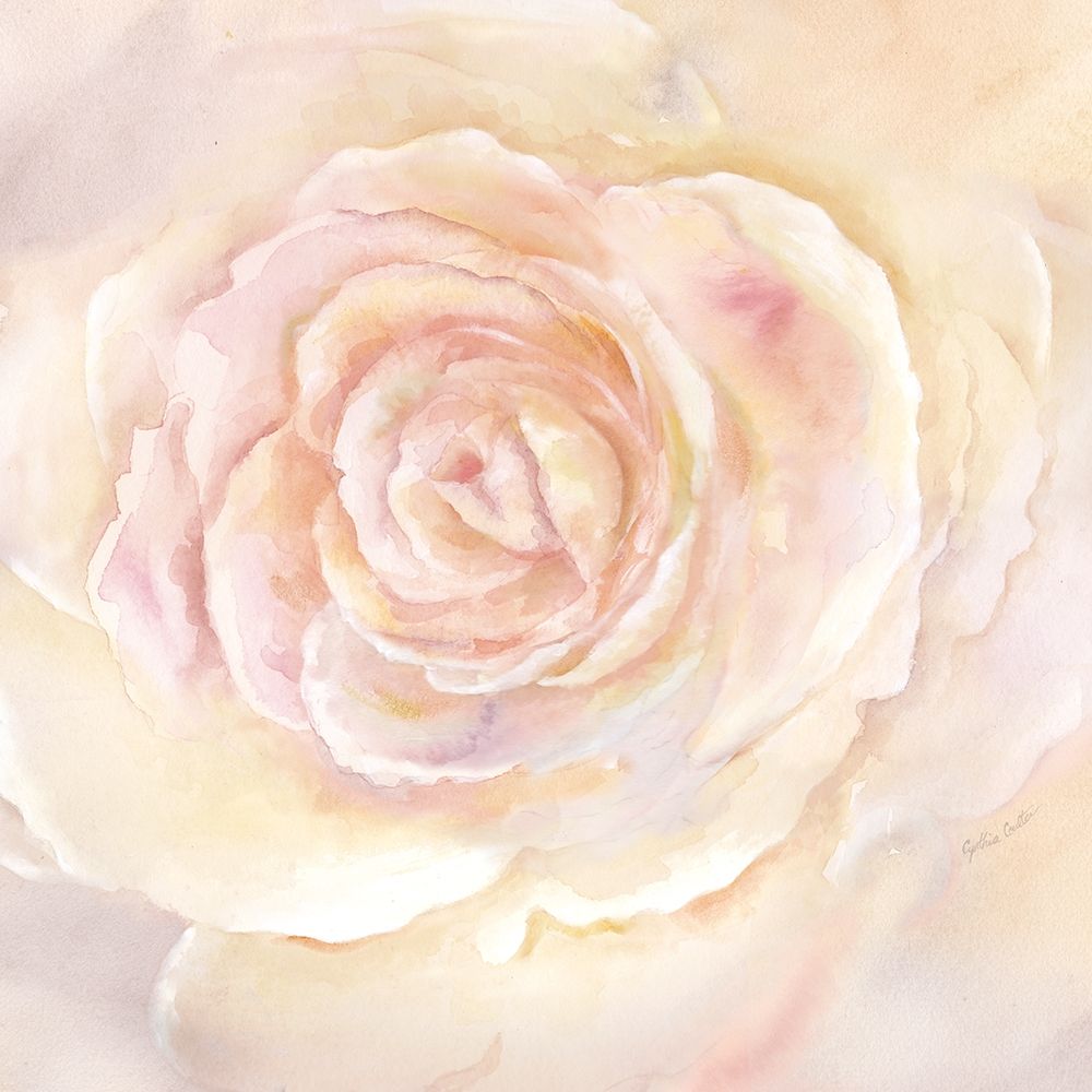 Blush Rose Closeup II art print by Cynthia Coulter for $57.95 CAD