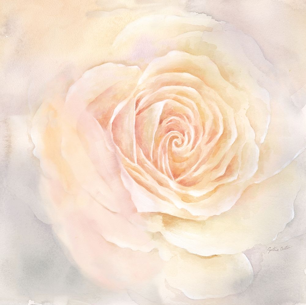 Blush Rose Closeup III art print by Cynthia Coulter for $57.95 CAD