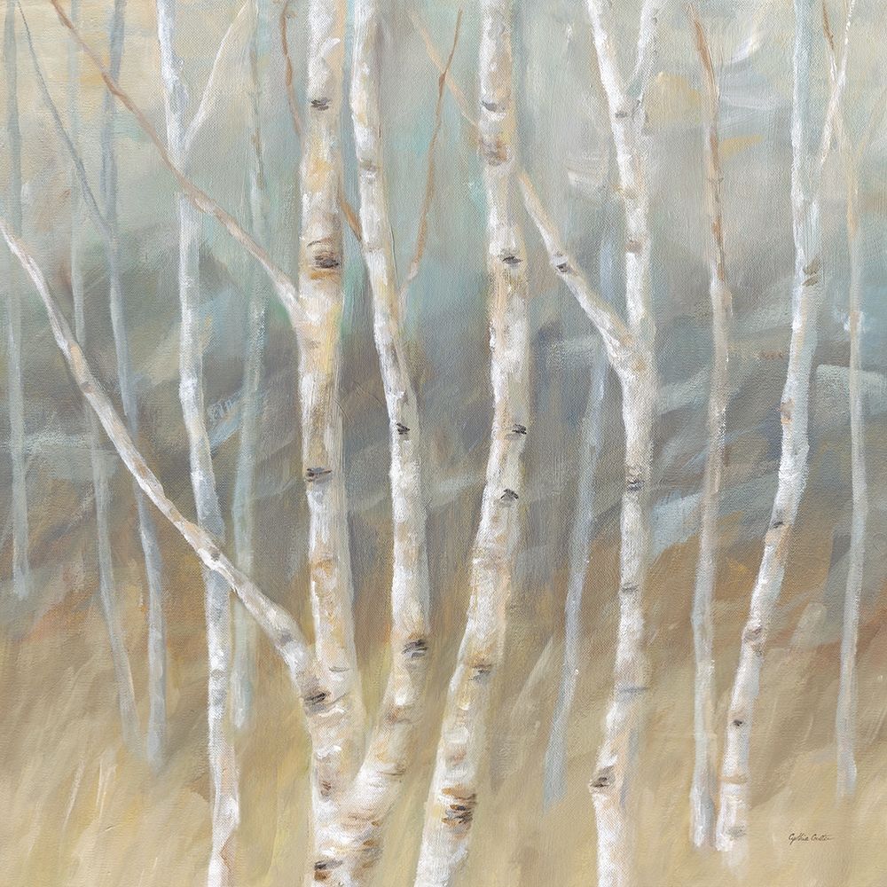 Silver Birch Square art print by Cynthia Coulter for $57.95 CAD