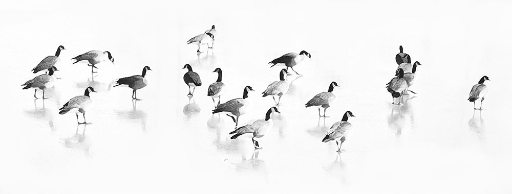 Flock of Canada Geese art print by Lu Anne Tyrrell for $57.95 CAD