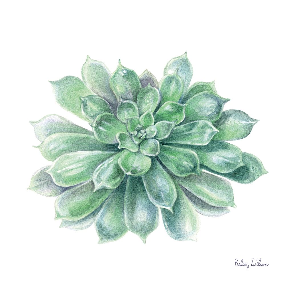 Single Succulents IV art print by Kelsey Wilson for $57.95 CAD