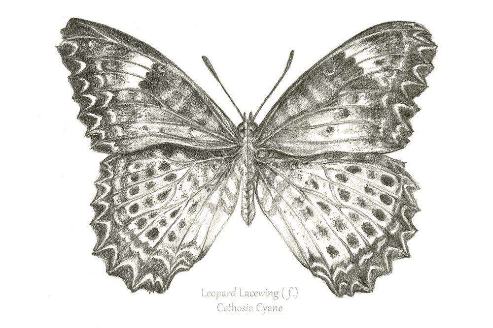 Butterfly Sketch landscape I art print by Kelsey Wilson for $57.95 CAD