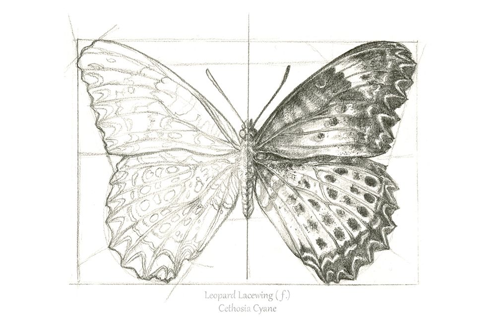 Butterfly Sketch landscape II art print by Kelsey Wilson for $57.95 CAD