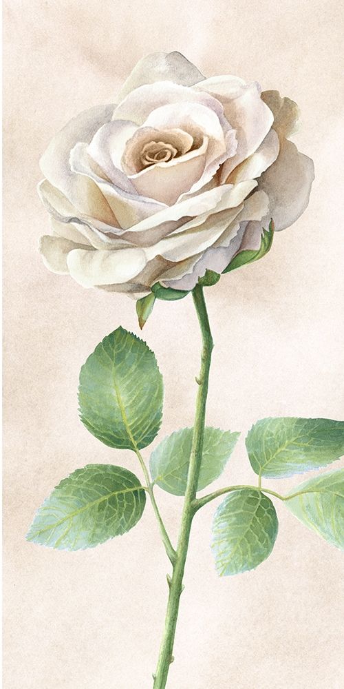Ivory  Roses panel I art print by Kelsey Wilson for $57.95 CAD