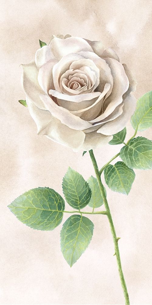 Ivory  Roses panel II art print by Kelsey Wilson for $57.95 CAD