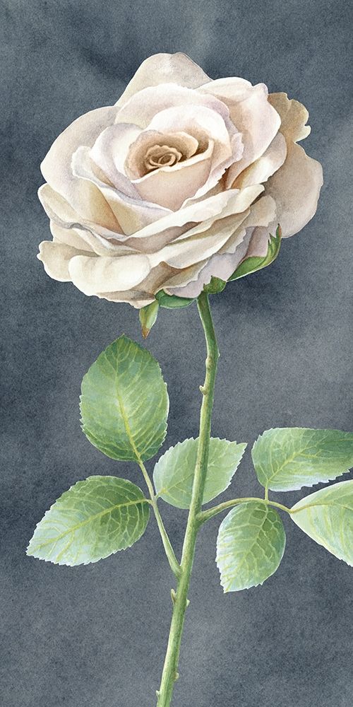 Ivory  Roses on gray panel I art print by Kelsey Wilson for $57.95 CAD