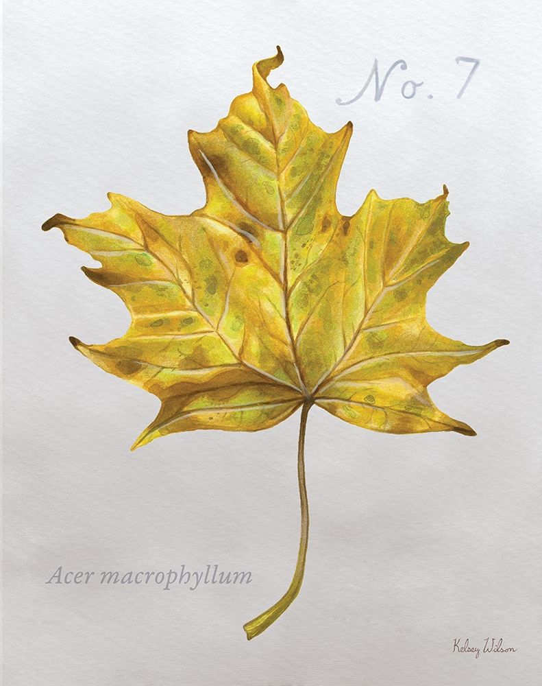 Autumn  Leaves on Gray II-Maple 2 art print by Kelsey Wilson for $57.95 CAD