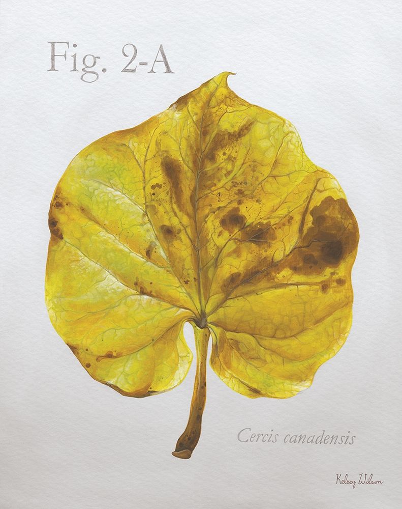 Autumn  Leaves on Gray IV-Redbud art print by Kelsey Wilson for $57.95 CAD