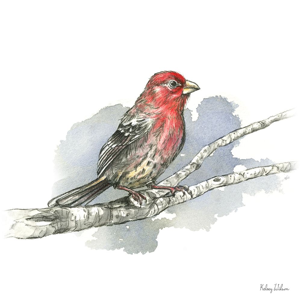 Birds And Branches IV-House Finch art print by Kelsey Wilson for $57.95 CAD