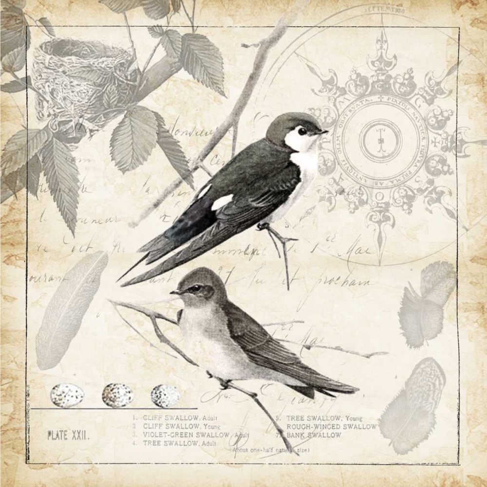 Botanical Birds Black Cream II art print by Tre Sorelle Studios for $57.95 CAD