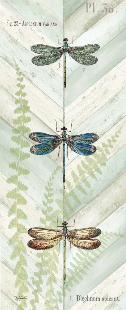 Dragonfly Botanical Panels I art print by Tre Sorelle Studios for $57.95 CAD