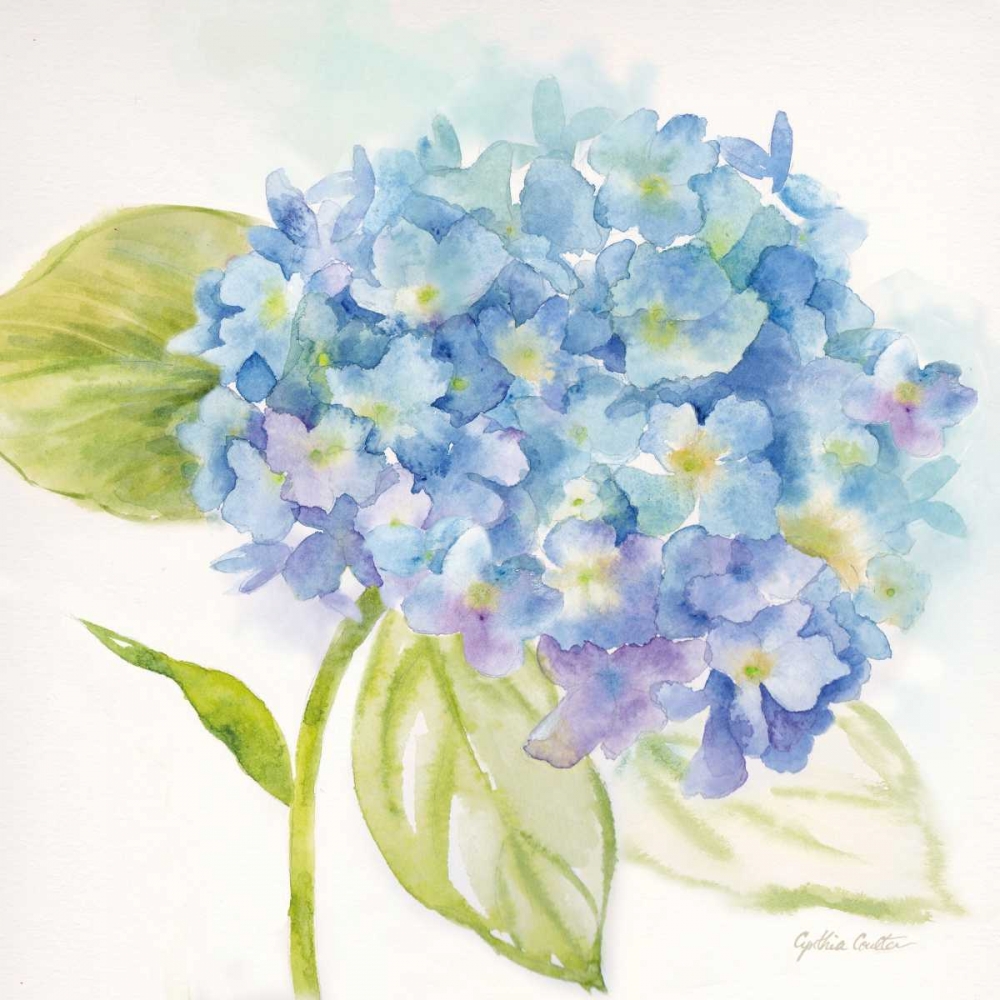 Painted Hydrangeas I art print by Cynthia Coulter for $57.95 CAD