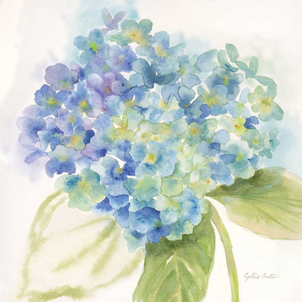 Painted Hydrangeas II art print by Cynthia Coulter for $57.95 CAD