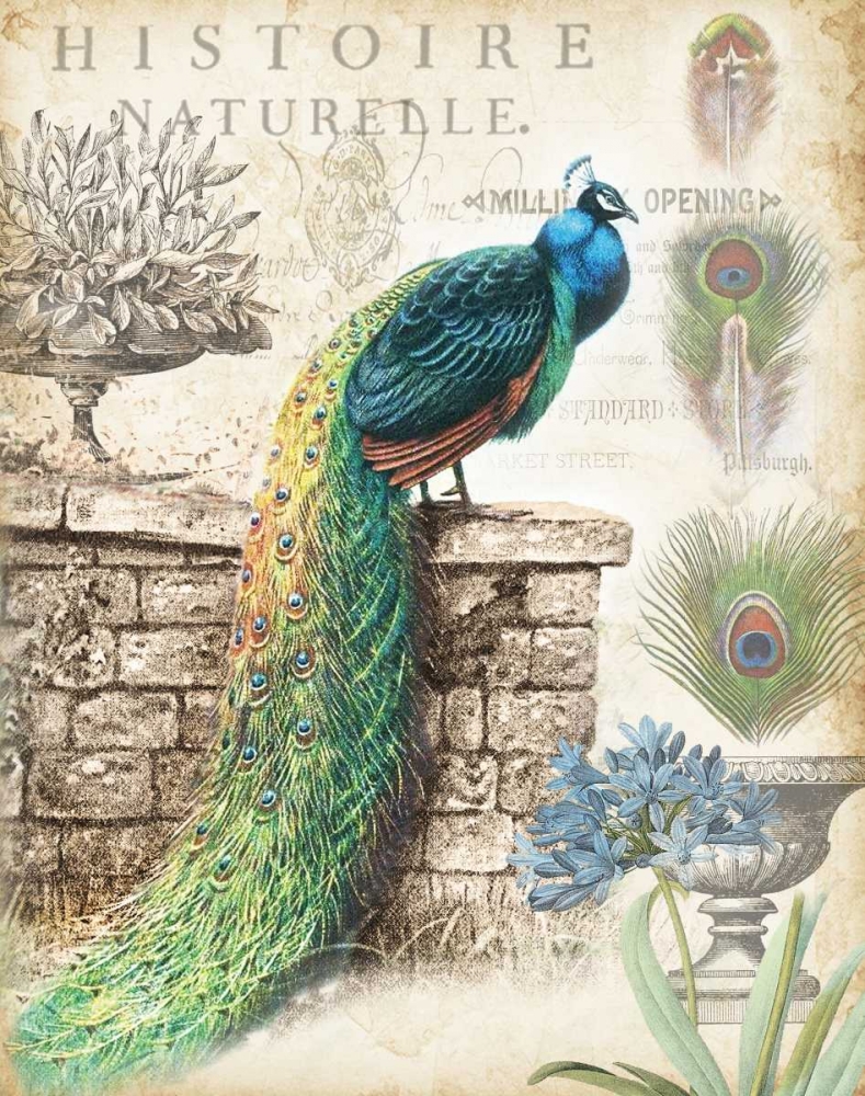 Vintage Peacocks I art print by Tre Sorelle Studios for $57.95 CAD