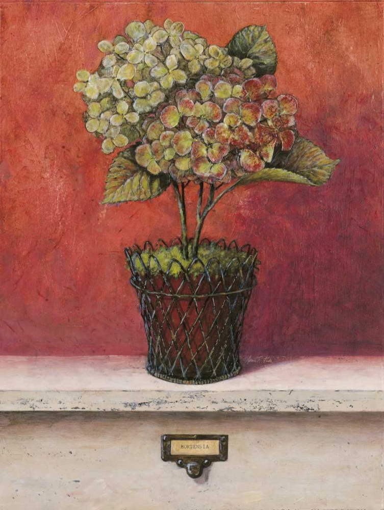Hortensia Study art print by Arnie Fisk for $57.95 CAD