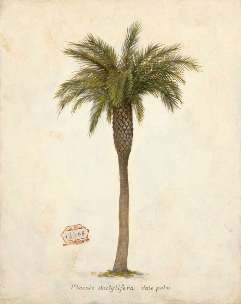 Date Palm Illustration art print by Arnie Fisk for $57.95 CAD