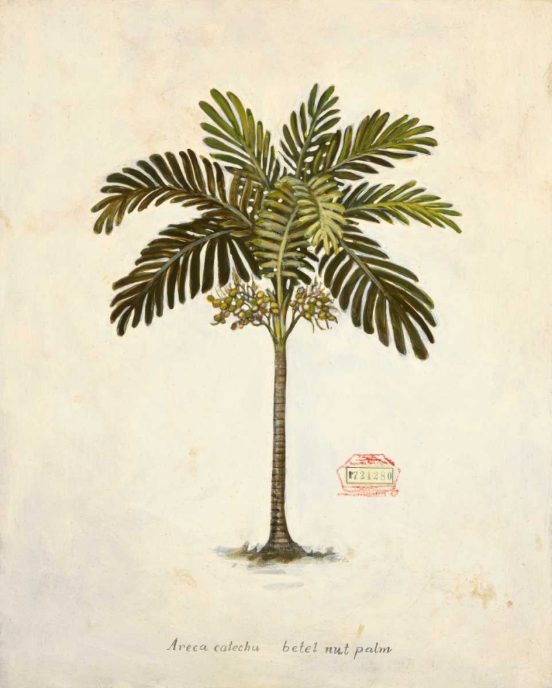 Nut Palm Illustration art print by Arnie Fisk for $57.95 CAD