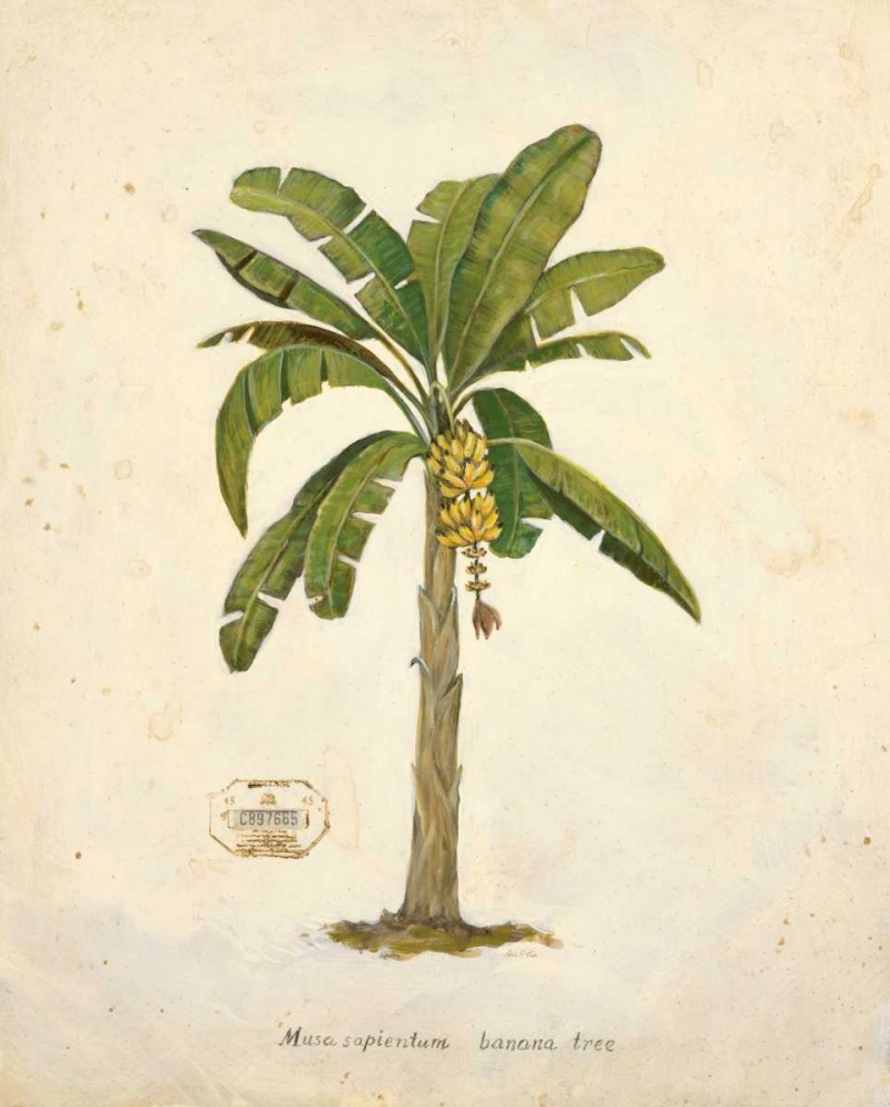 Banana Palm Illustration art print by Arnie Fisk for $57.95 CAD