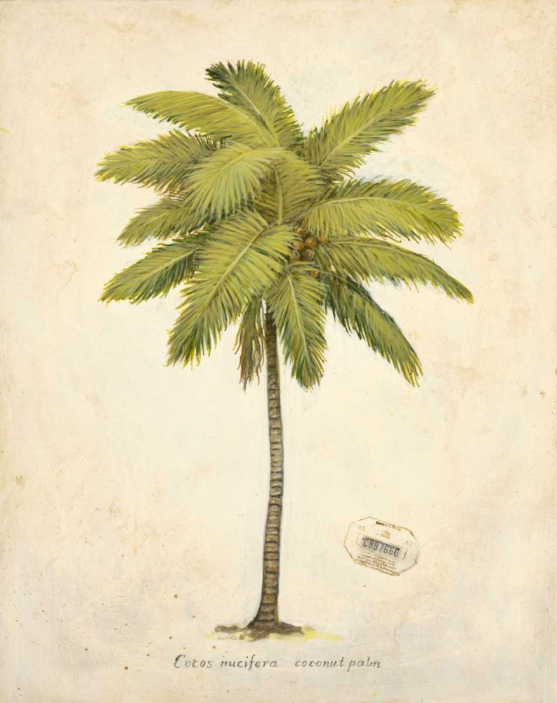 Coconut Palm Illustration art print by Arnie Fisk for $57.95 CAD